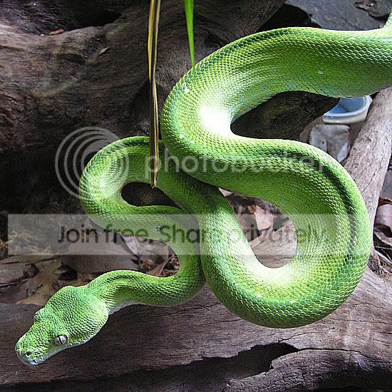 Python Snake Myspace Graphics